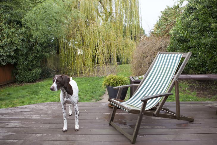 Why Dog Owners Should Ditch the Grass and Try This Instead Apartment Therapy